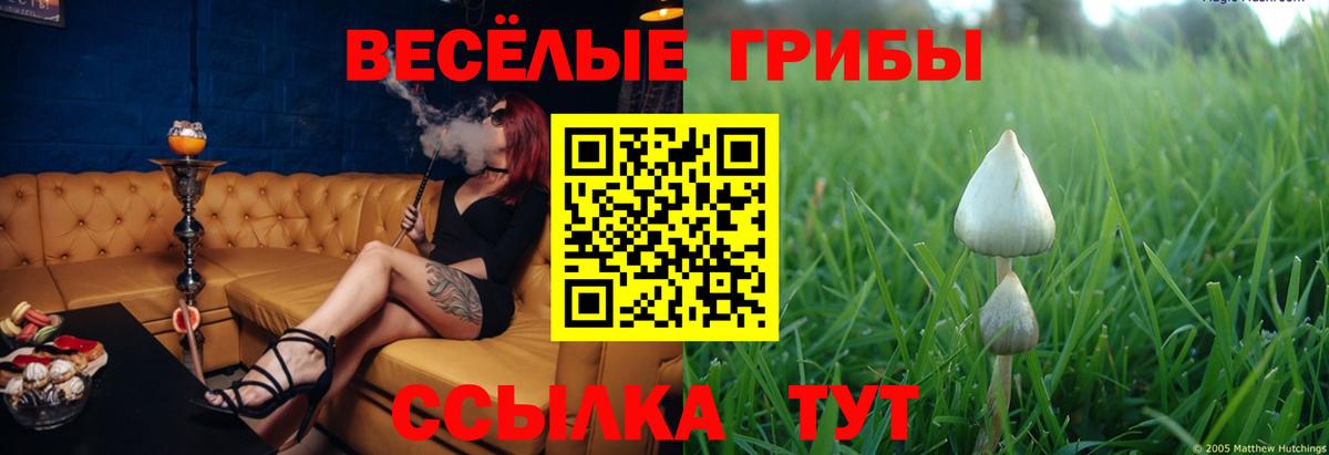 Зерноград  Псилоцибиновые грибы Psilocybine cubensis  Вход с VPN 